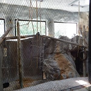 5/21/2018 - Colobus Monkey Exhibit