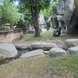 5/21/2018 - Gorilla Habitat