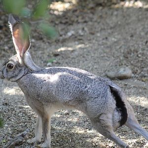 Black-Tailed Jackrabbit