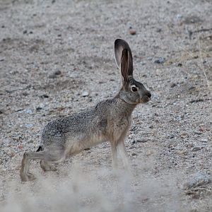Black-Tailed Jackrabbit