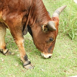 Zebu (Bos taurus indicus)