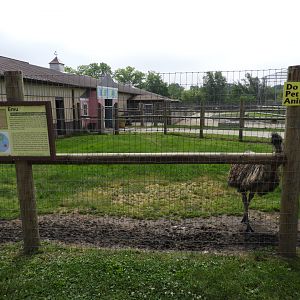 Emu exhibit - Animal Gardens Petting Zoo