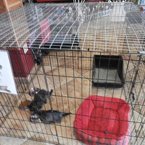 Kitten Adoption Center - The Dancing Horses Theater - Animal Gardens Petting Zoo