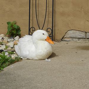 Domestic Mallard (Anas platyrhynchos domesticus)
