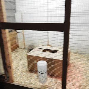 Domestic Rabbit exhibit - Baby Barn - Animal Gardens Petting Zoo