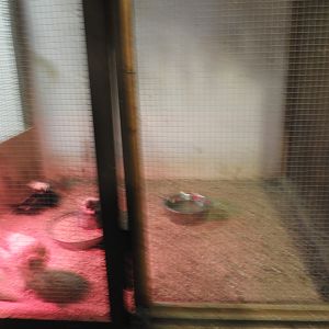 Domestic Chicken pullet exhibit - Baby Barn - Animal Gardens Petting Zoo