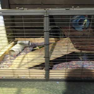 Long-Tailed Chinchilla exhibit - Baby Barn - Animal Gardens Petting Zoo