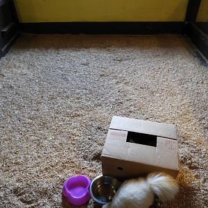 Striped Skunk exhibit #1 - Baby Barn - Animal Gardens Petting Zoo