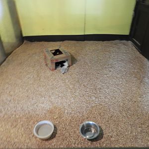 Striped Skunk exhibit #2 - Baby Barn - Animal Gardens Petting Zoo