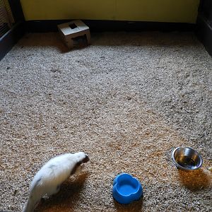 Striped Skunk exhibit #3 - Baby Barn - Animal Gardens Petting Zoo