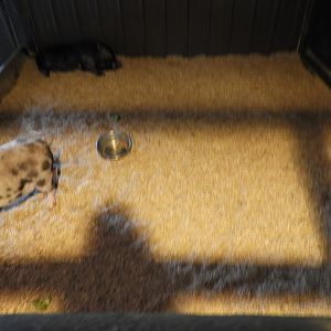 Domestic Pig exhibit - Baby Barn - Animal Gardens Petting Zoo