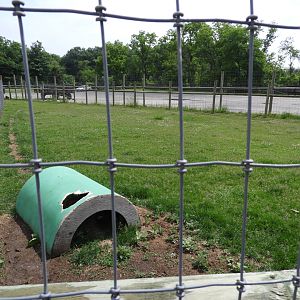 Bennett's Wallaby outdoor exhibit (second half) - Baby Barn - Animal Gardens Petting Zoo