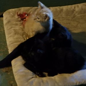 Domestic Cat (Felis catus) kittens