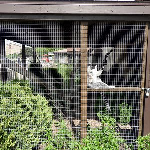 Ring-Tailed Lemur outdoor exhibit - Baby Barn - Animal Gardens Petting Zoo