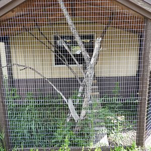 Northern Raccoon outdoor exhibit - Baby Barn - Animal Gardens Petting Zoo