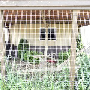 Tufted Capuchin outdoor exhibit - Baby Barn - Animal Gardens Petting Zoo