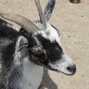 Domestic Goat (Capra aegagrus hircus)