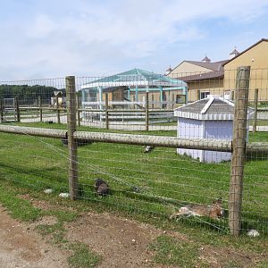 Patagonian Cavy exhibit - Baby Barn - Animal Gardens Petting Zoo