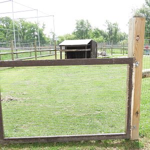 Sulcata Tortoise/Capybara exhibit - Baby Barn - Animal Gardens Petting Zoo