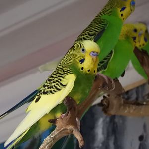 Budgerigars (Melopsittacus undulatus)
