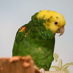 Yellow-Headed Amazon (Amazona oratrix)