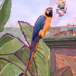 Blue-And-Yellow Macaw (Ara ararauna)