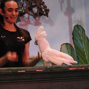 Keeper with Umbrella Cockatoo (Cacatua alba)