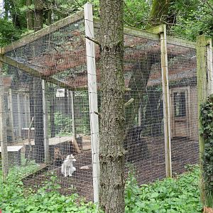 Red Fox exhibit #1 - Wilderness Trail - Animal Gardens Petting Zoo