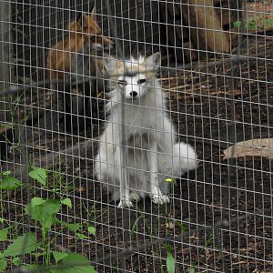 Domestic Red Fox (Vulpes vulpes)