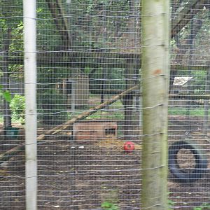 Bobcat exhibit #1 - Wilderness Trail - Animal Gardens Petting Zoo