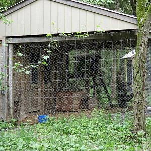 Striped Skunk exhibit - Wilderness Trail - Animal Gardens Petting Zoo