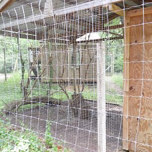 Golden Pheasant exhibit #1 - Wilderness Trail - Animal Gardens Petting Zoo