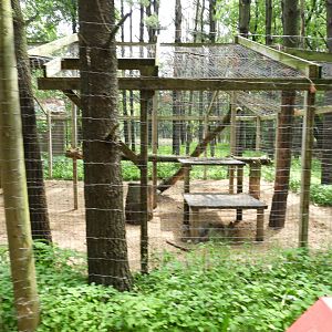 Canada Lynx exhibit - Wilderness Trail - Animal Gardens Petting Zoo
