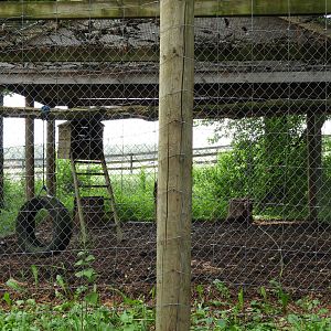 South American Coati exhibit - Wilderness Trail - Animal Gardens Petting Zoo