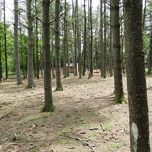 White-Tailed Deer walk-through (second half) - Wilderness Trail - Animal Gardens Petting Zoo