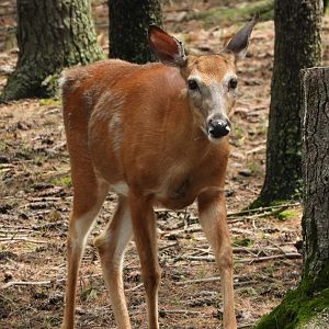 White-Tailed Deer (Odocoileus virginianus)