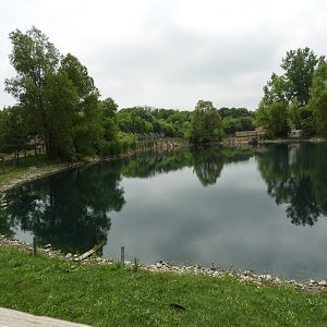 Mute Swan/Domestic Mallard pond - Indian Village - Animal Gardens Petting Zoo