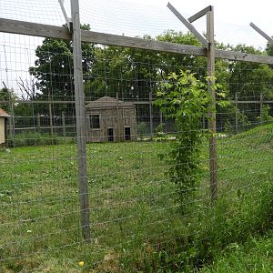 Gray Wolf exhibit (first half) - Indian Village - Animal Gardens Petting Zoo