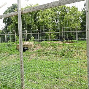 Gray Wolf exhibit (second half) - Indian Village - Animal Gardens Petting Zoo