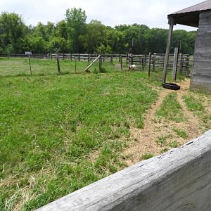 Domestic Goat exhibit (first half) - Indian Village - Animal Gardens Petting Zoo