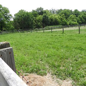Domestic Goat exhibit (second half) - Indian Village - Animal Gardens Petting Zoo