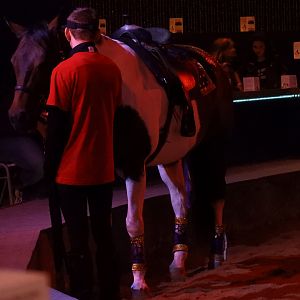 Intern with Domestic Horse (Equus ferus caballus)
