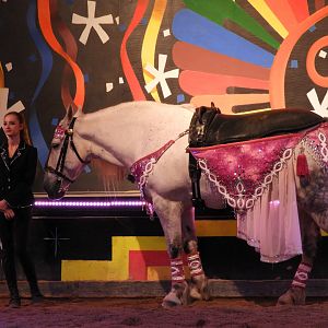 Keeper with Domestic Horse (Equus ferus caballus)