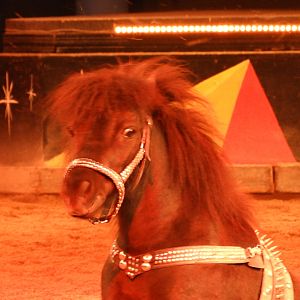 This Horse is "Bad To The Bone"