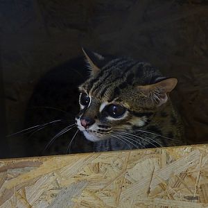 Behind the scenes; female Palawan Tiger Cat
