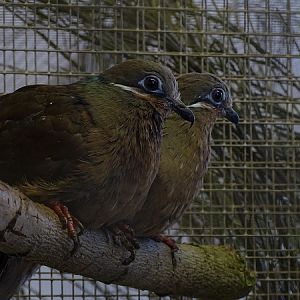 Behind the scenes; White-eared Brown-dove (Phapitreron leucotis)