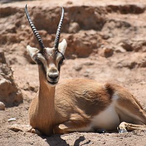 La Vallée des Oiseaux - Moroccan dorcas gazelle