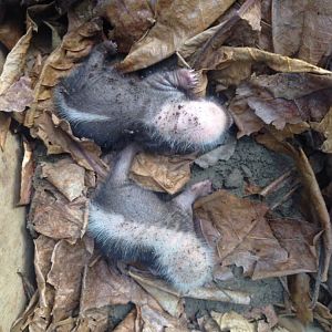 Sunda Stink Badger - Minis