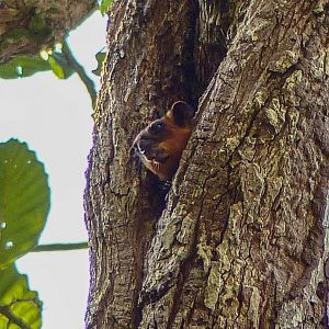 Red Flying Squirrel