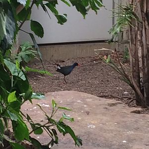 Allen’s Gallinule